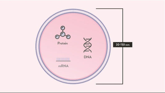 Exosome