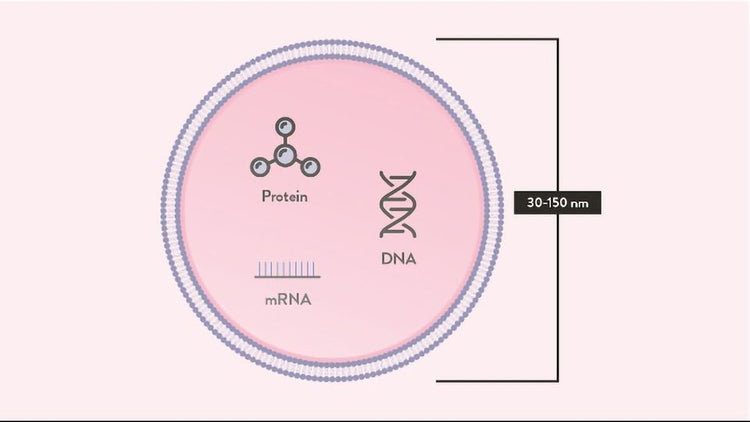 Skincare Ingredients and Facts - Exosomes – Mountain Coast Distributors