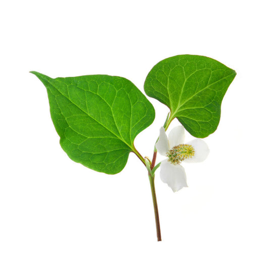 Houttuynia Cordata